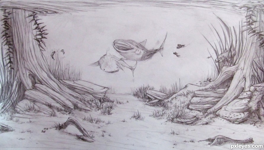 892x507 Insane Aquarium Drawing Contest (21114), Pictures - Aquarium Sketch