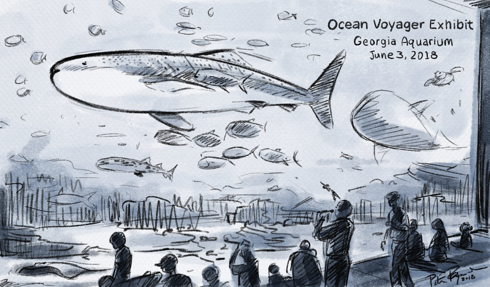 1000x586 The Georgia Aquarium Peter Raymundo - Aquarium Sketch