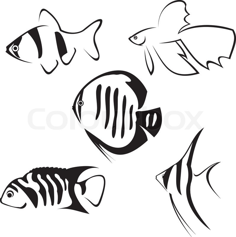 797x800 Aquarium Fish. Line Drawing In Black And White. Stock Vector - Aquarium Sketch