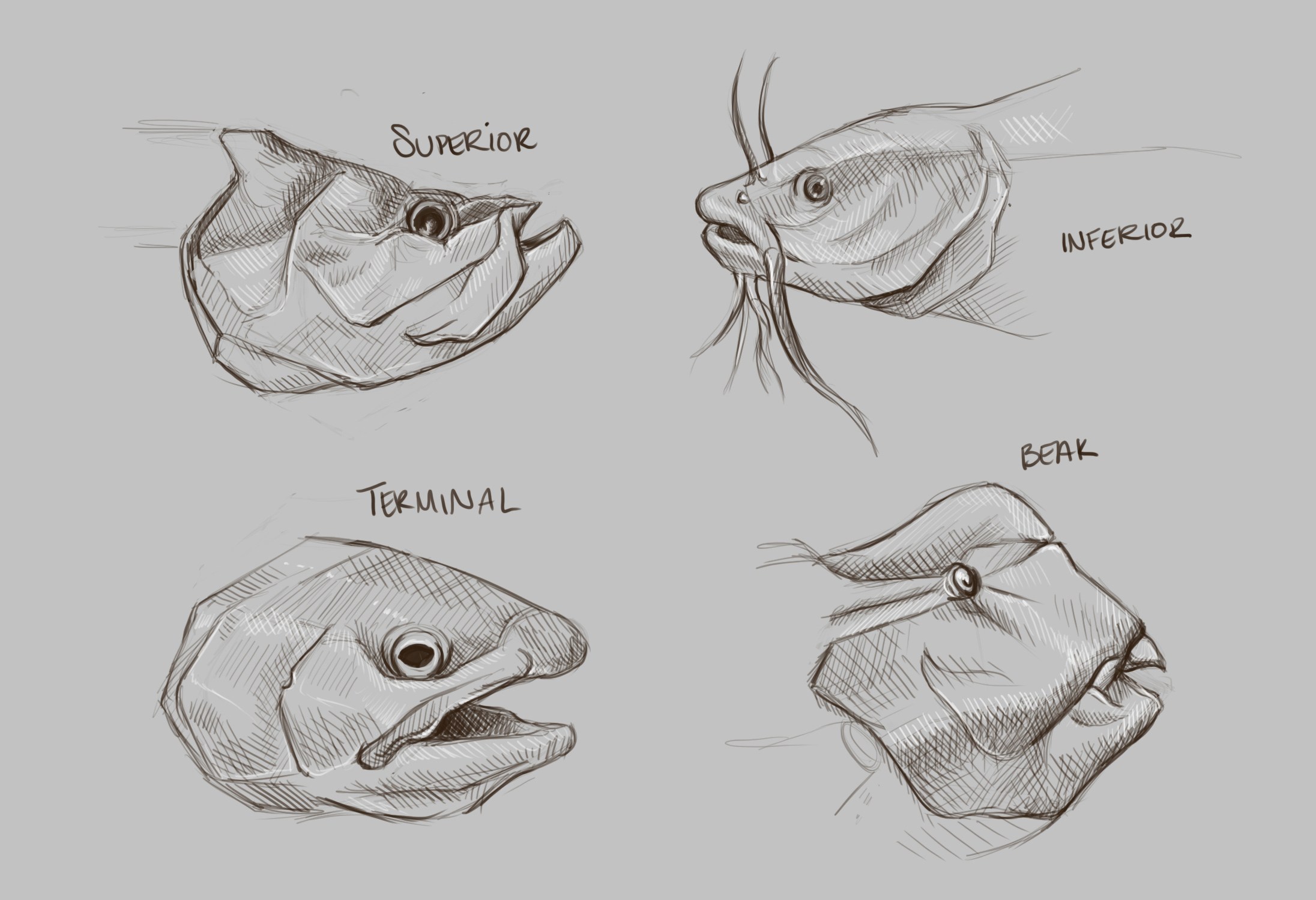 2192x1500 Aquarius Anri Olivier, Llc - Aquarius Sketch