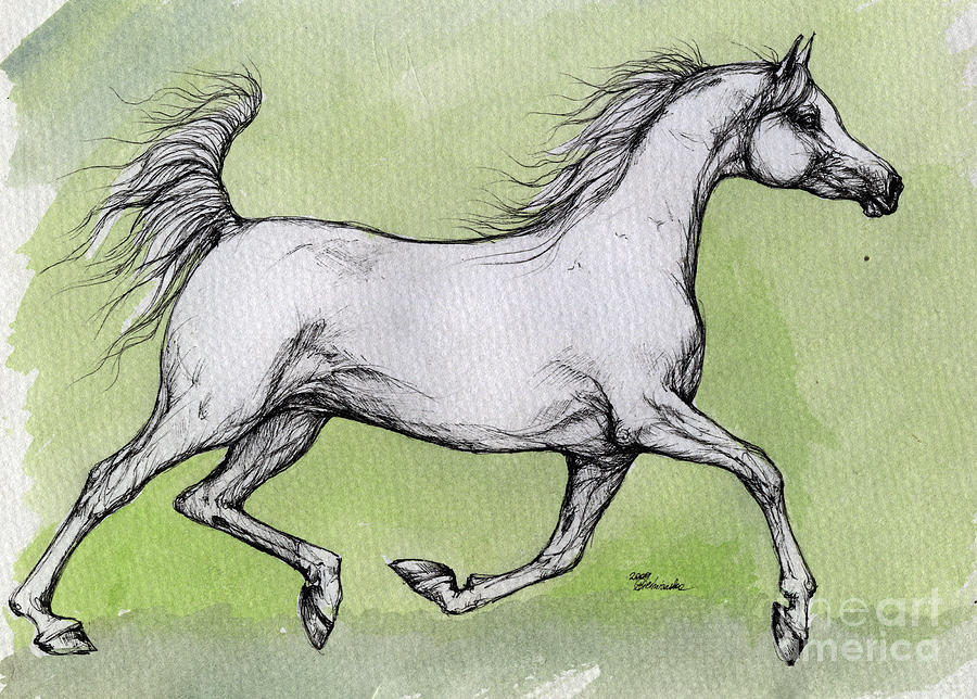 900x644 Collection Of Running Arabian Horse Drawing High Quality - Arabian Horse Sketch