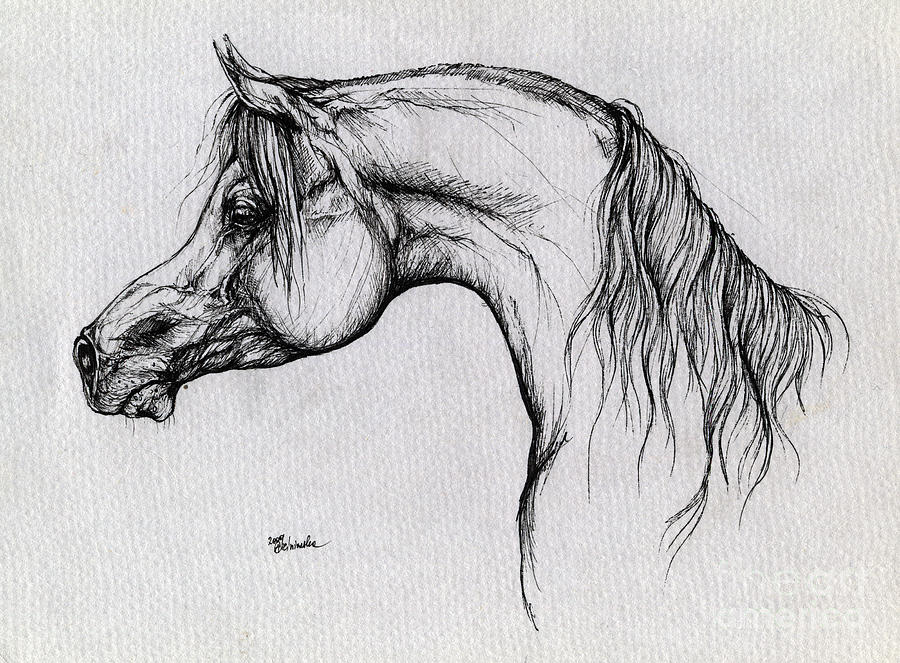 900x663 Arabian Horse Drawings - Arabian Horse Sketch
