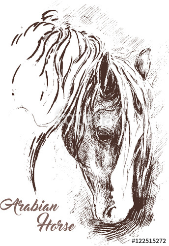 344x500 Arabian Horse Ink Sketch Stock Image And Royalty Free Vector - Arabian Horse Sketch