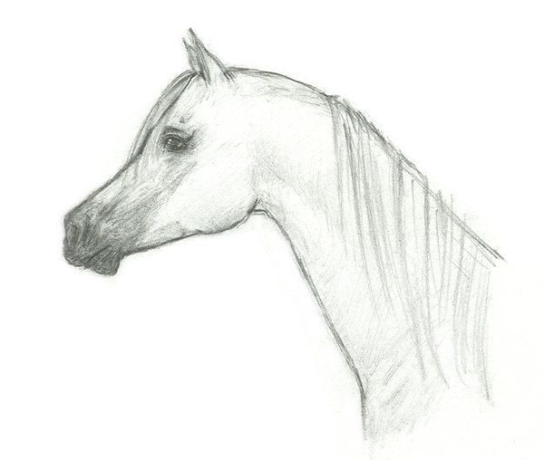 600x508 Arabian Horse Portrait By Akuinnen24 - Arabian Horse Sketch