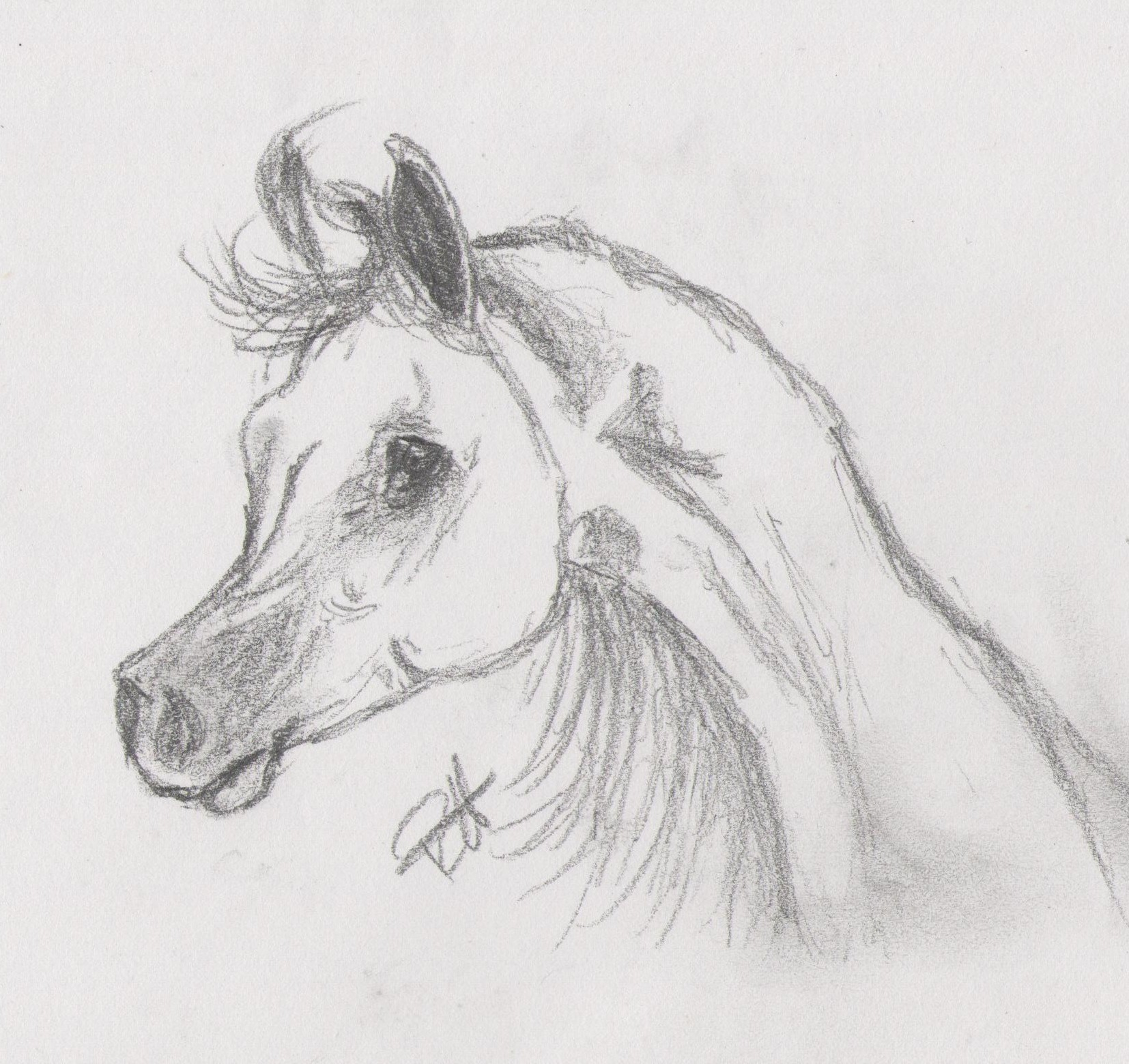 1654x1559 Arabian Horses Images Drawing Of An Arabian Hd Wallpaper And - Arabian Horse Sketch