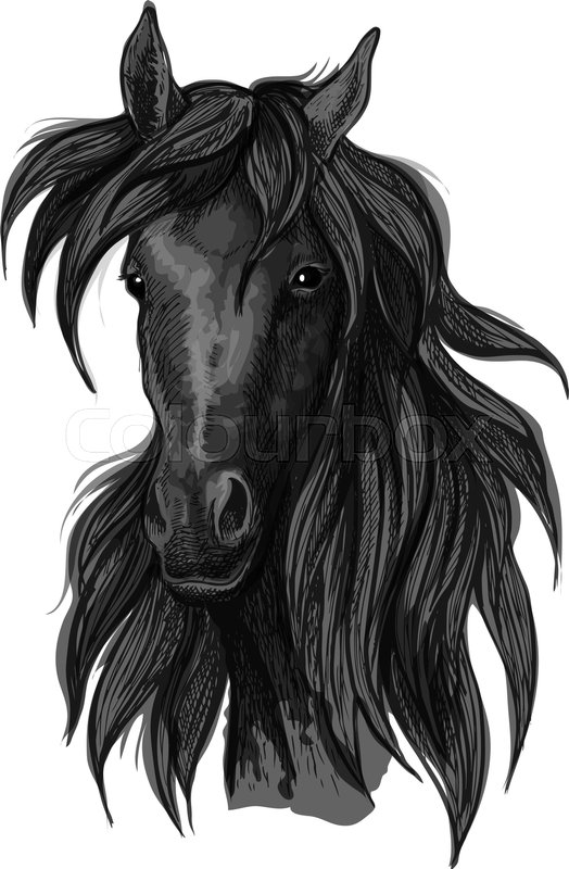 524x800 Arabian Horse Head Sketch Of Black Purebred Racehorse Mare. Use - Arabian Horse Sketch