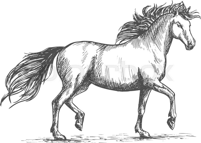 800x568 Arabian Horse Sketch Of Galloping Purebred Mare Horse With Raised - Arabian Horse Sketch