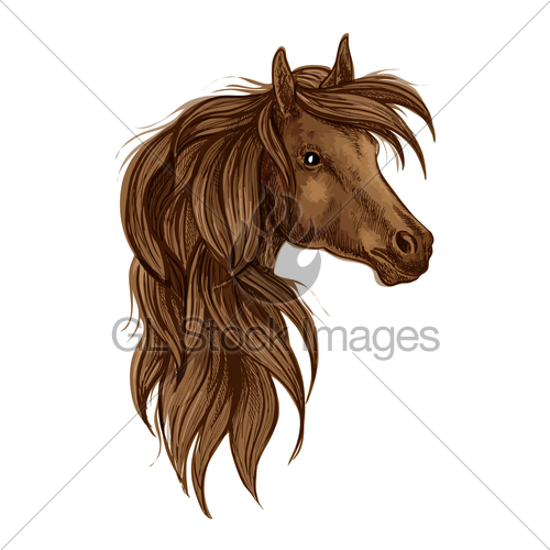 500x500 Brown Arabian Horse Head Isolated Sketch Gl Stock Images - Arabian Horse Sketch