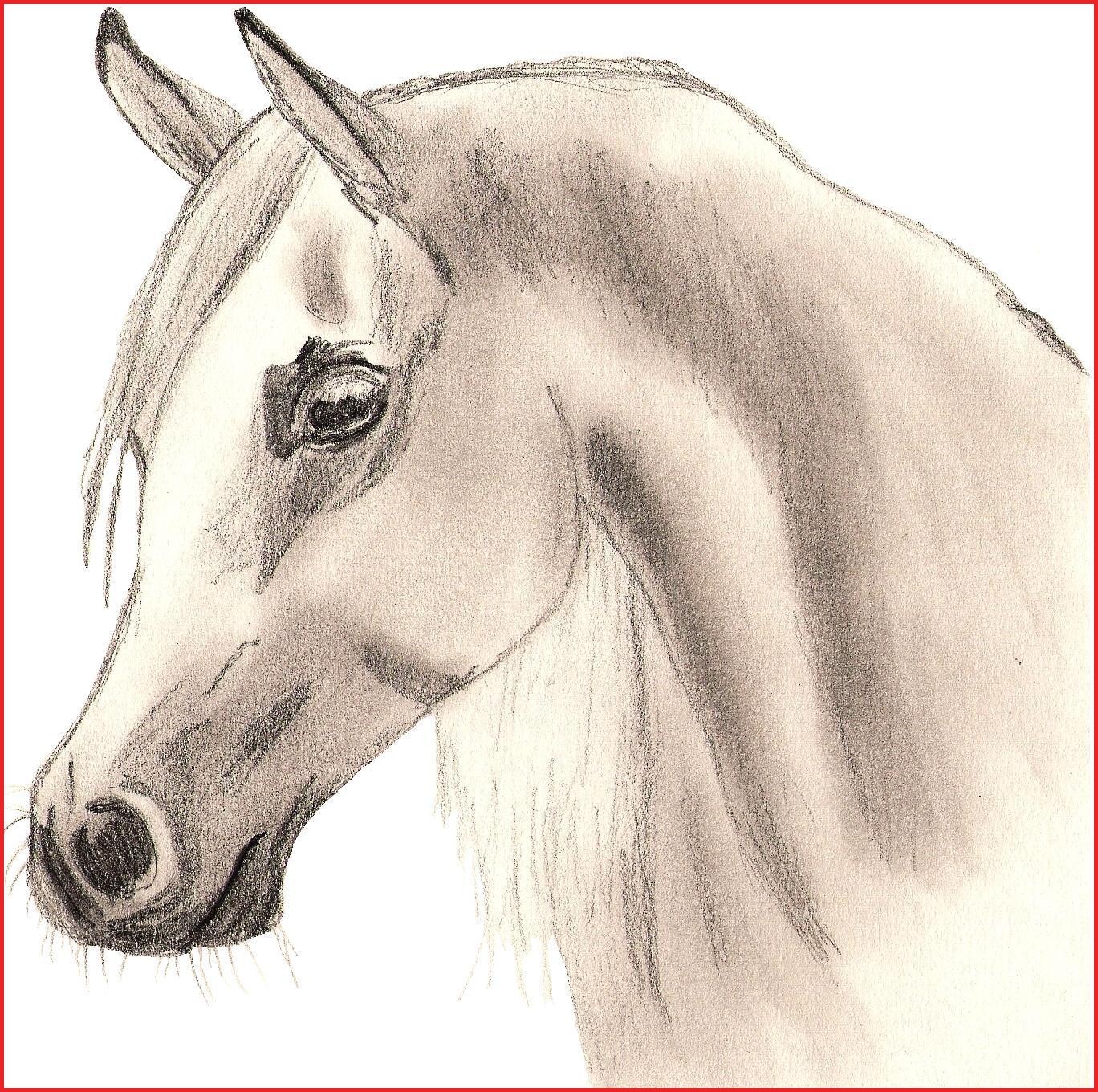 1368x1360 Horse Drawings 157286 Arabian Horse Drawing Fanpop - Arabian Horse Sketch