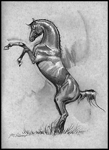 219x300 Listed Artist, John N. Stewart, Nws, Drawing Of An Arabian Horse - Arabian Horse Sketch