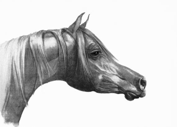 570x410 Pencil Horse Head Giclee Arabian Horse Drawing Head Drawing Etsy - Arabian Horse Sketch