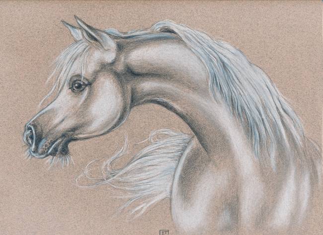 650x473 Stunning Arabian Horse Artwork For Sale On Fine Art Prints - Arabian Horse Sketch