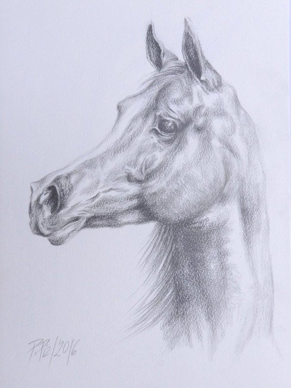 570x761 Arabian Horse Head Graphite Pencil Drawing Original Art Hand Etsy - Arabian Horse Sketch