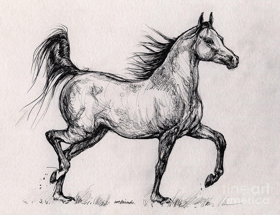 900x690 Running Bay Arabian Horse Drawing By Angel Ciesniarska - Arabian Horse Sketch