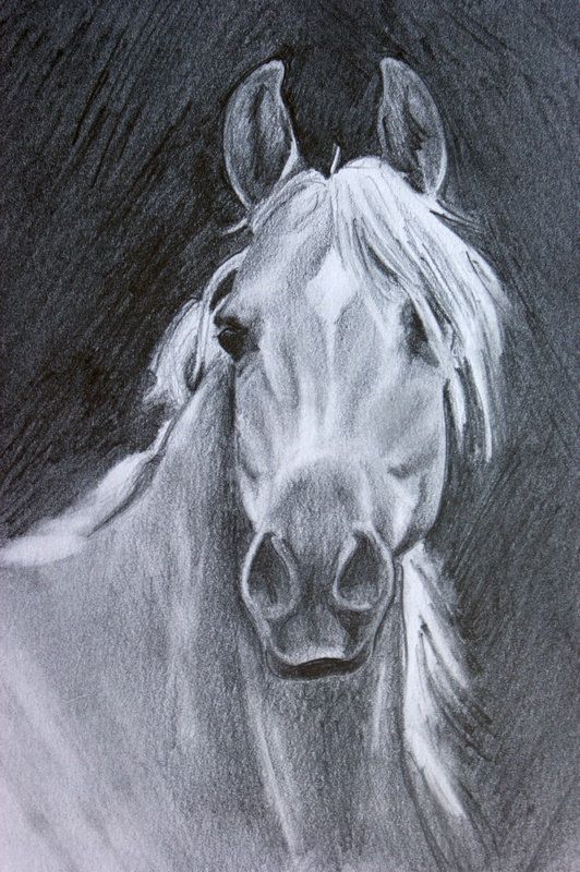 Arabian Horse Sketch at PaintingValley.com | Explore collection of ...