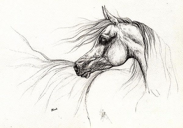 600x421 Arabian Horse Drawing 2013 09 13 Canvas Print Canvas Art By - Arabian Horse Sketch