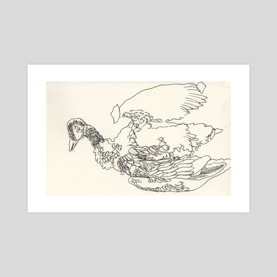 540x540 Dead Bird Sketch, An Art Print By Dan Archer - Archer Sketch