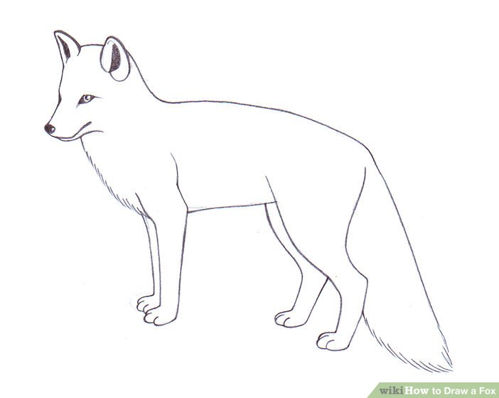 Arctic Fox Sketch at PaintingValley.com | Explore collection of Arctic