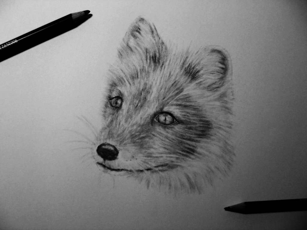 1024x768 Arctic Fox Sketch By Jessicayin - Arctic Fox Sketch