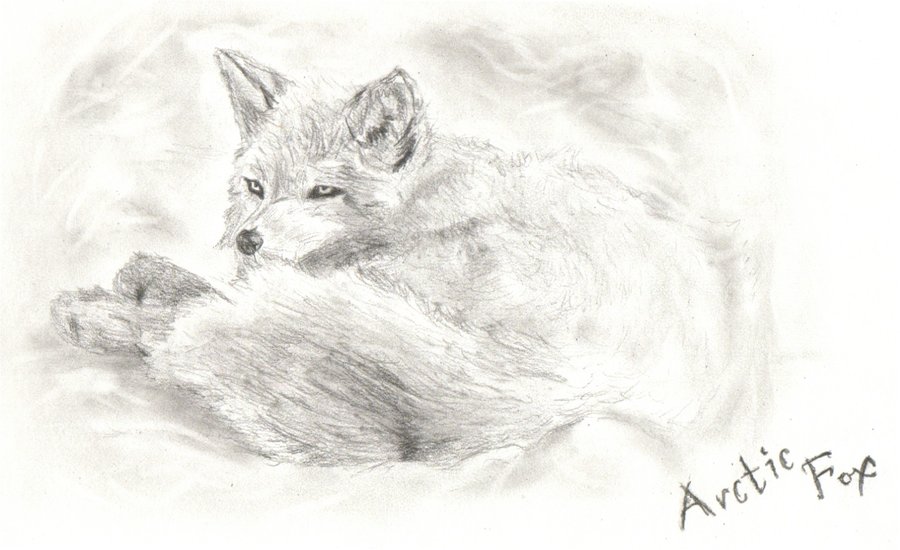 900x550 Arctic Fox By Enginesummer - Arctic Fox Sketch