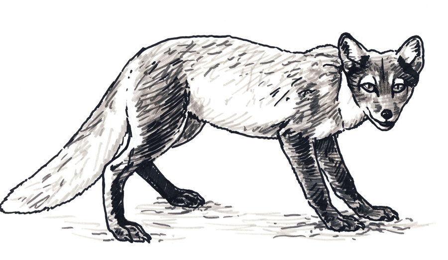 900x523 Arctic Fox In Summer Sketch By Silvercrossfox - Arctic Fox Sketch