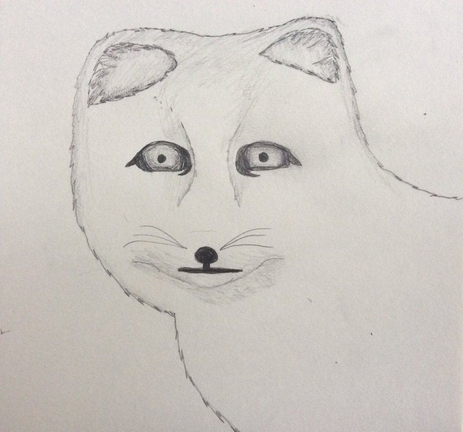 925x863 Arctic Fox Sketch By Angiefour - Arctic Fox Sketch