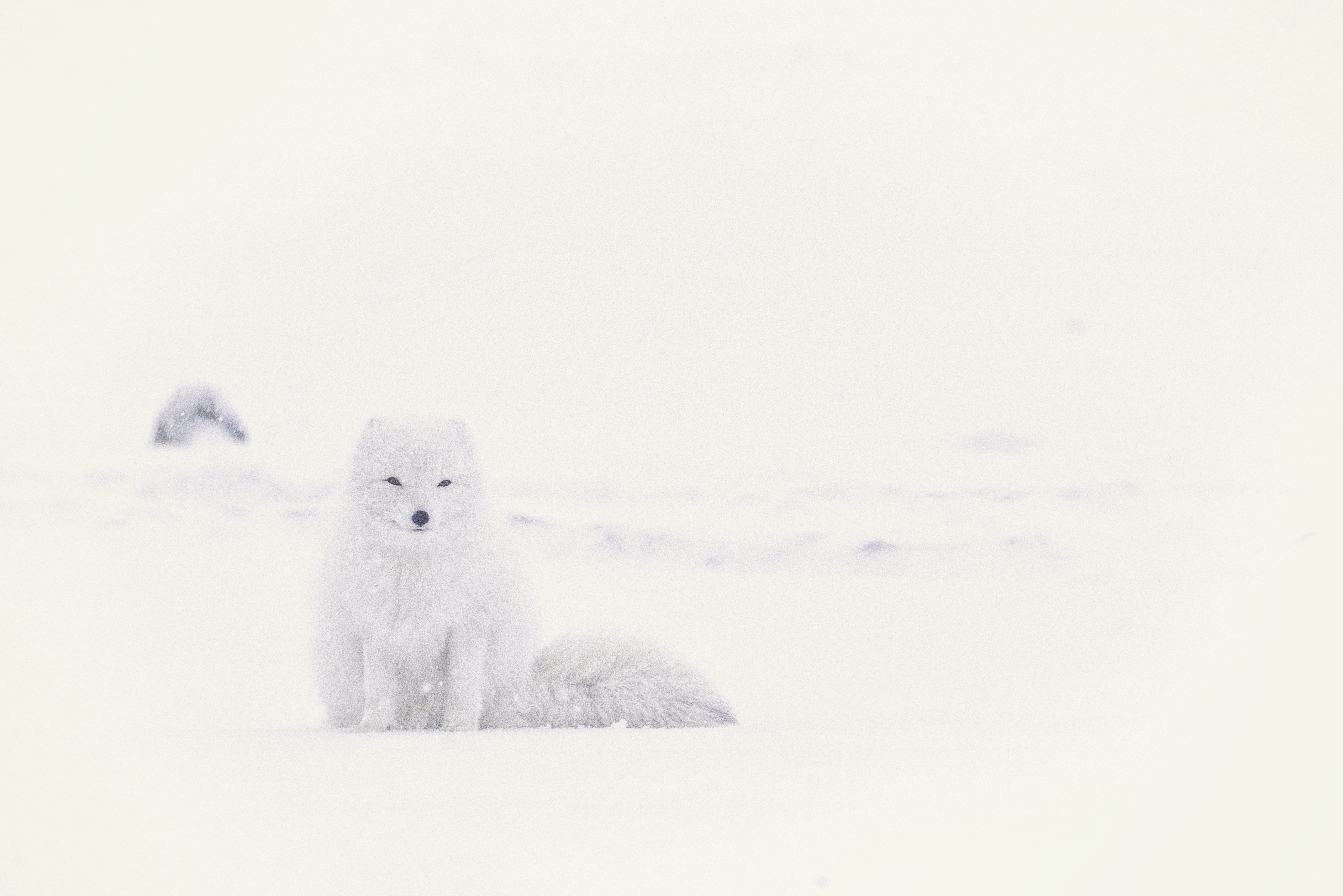 6460x4312 Free Images Snow, Animal, Weather, Mammal, Snowy, Polar Bear - Arctic Fox Sketch