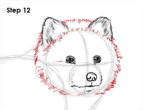 500x386 How To Draw An Arctic Fox - Arctic Fox Sketch