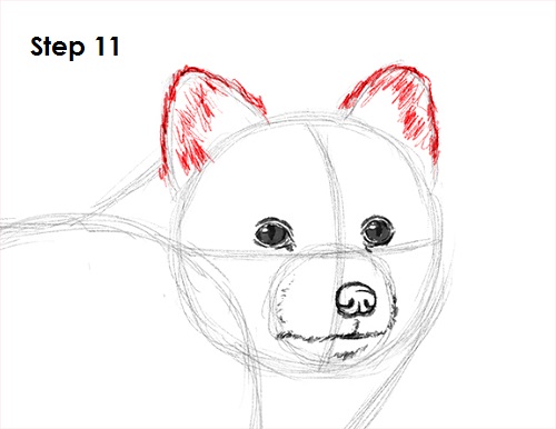 500x386 How To Draw An Arctic Fox - Arctic Fox Sketch