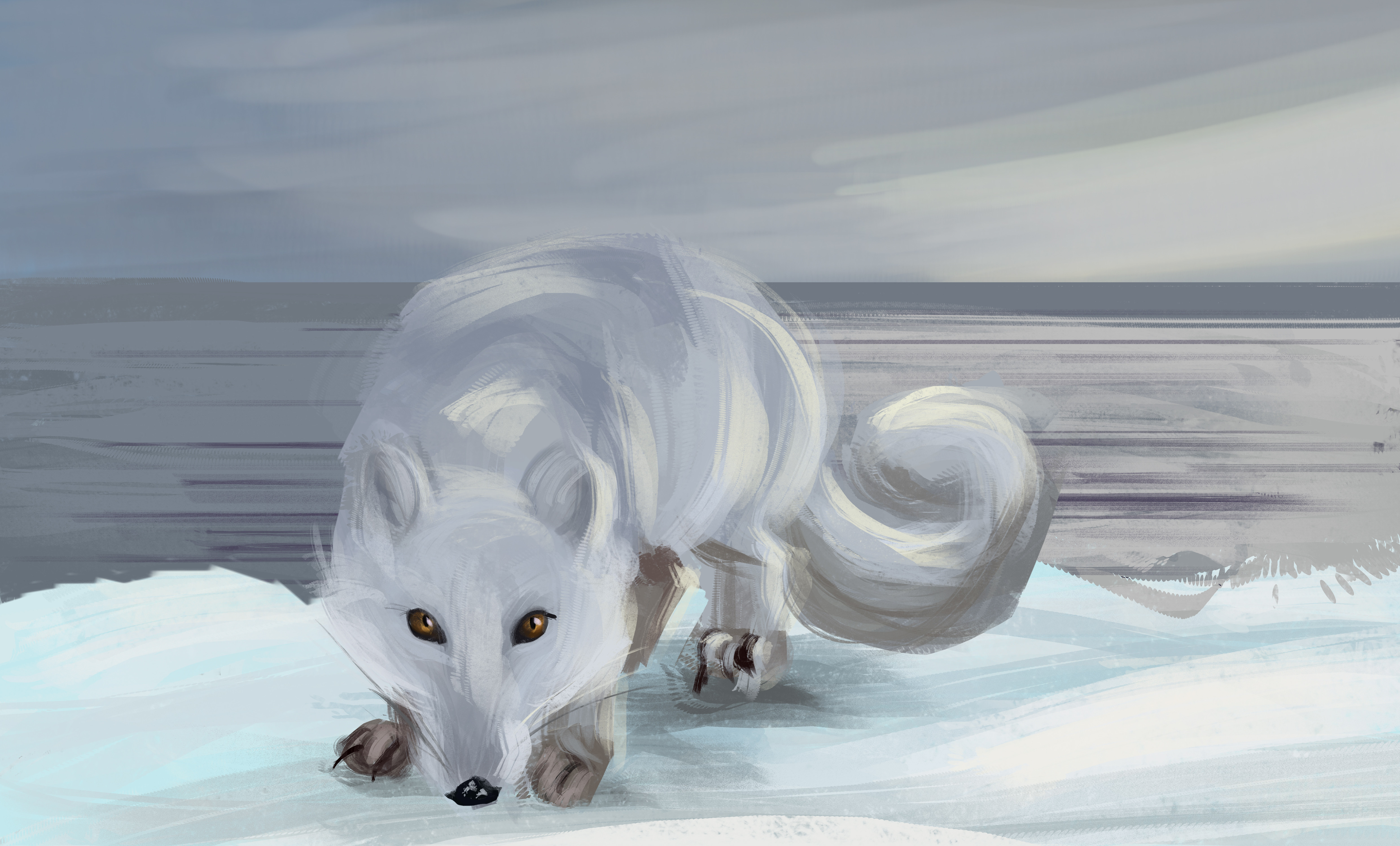 Arctic Fox Drawing Sketch