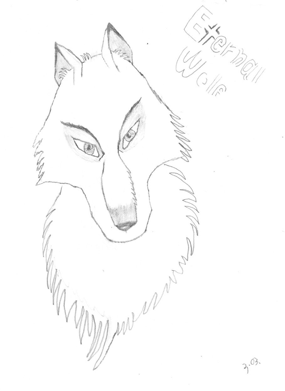 910x1250 Arctic Wolf Sketch By Zucca Xerfantes - Arctic Wolf Sketch
