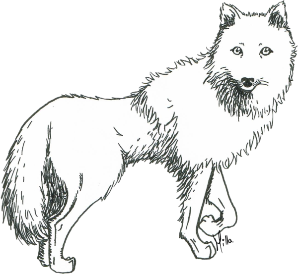 600x553 Collection Of Free Wolf Drawing Sketch. Download On Ubisafe - Arctic Wolf Sketch
