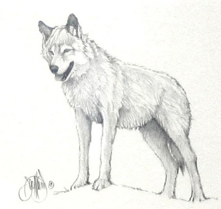 arctic wolf drawing