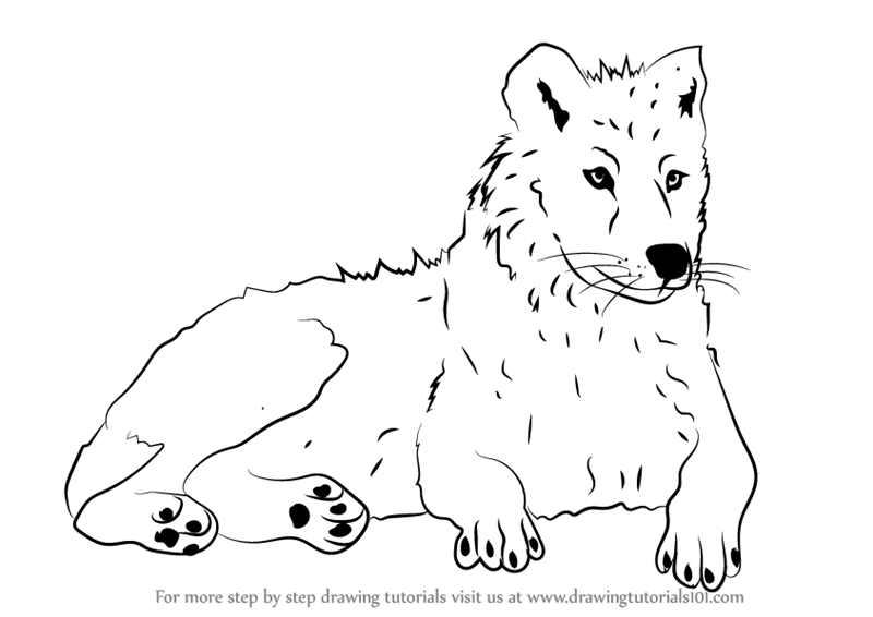 800x566 Learn How To Draw An Arctic Wolf (Antarctic Animals) Step By Step - Arctic Wolf Sketch