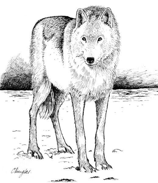 Arctic Wolf Sketch at PaintingValley.com | Explore collection of Arctic ...