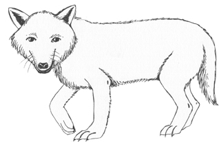 318x207 Wolf (Arctic) - Arctic Wolf Sketch
