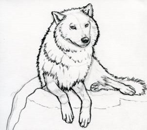 302x267 Arctic Wolf - Arctic Wolf Sketch
