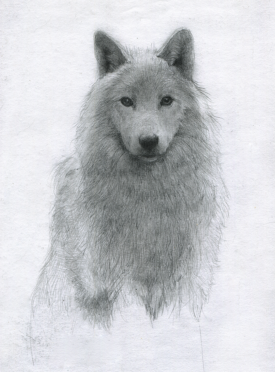 Arctic Wolf Sketch at Explore collection of Arctic