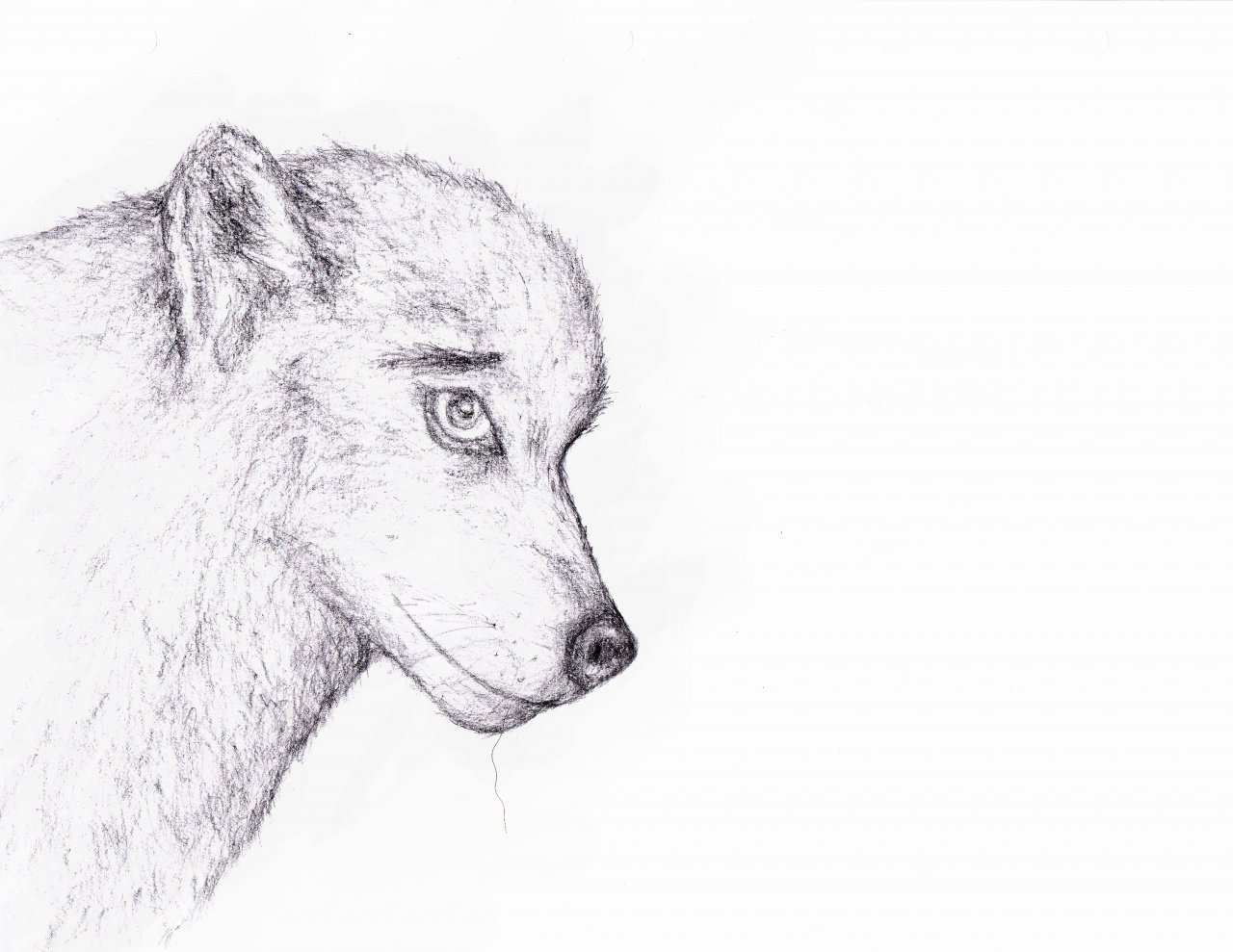 1280x989 Arctic Wolf Sketch By Isaiahhalfbreed - Arctic Wolf Sketch