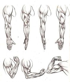 Muscle Sketch at PaintingValley.com | Explore collection of Muscle Sketch