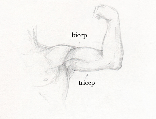 550x420 How To Draw Muscle Get Helpful Tips On Craftsy - Arm Muscle Sketch