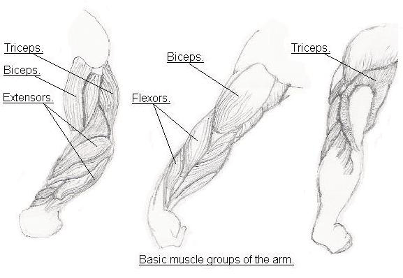 577x398 How To Draw Drawing Arms Figurative Art Muscular Woman Muscular Arms - Arm Muscle Sketch