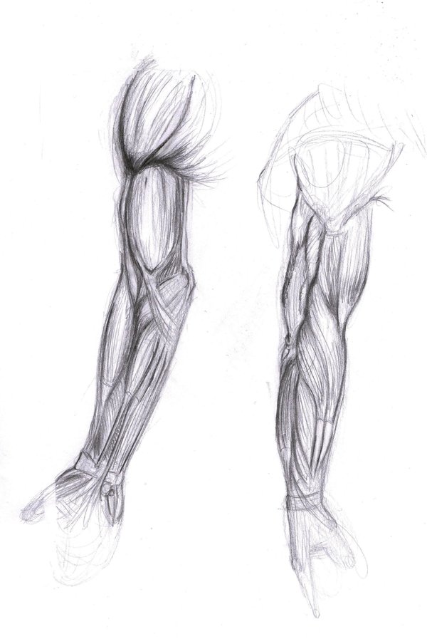 600x897 Arm Muscles By Artkitt Creations - Arm Muscle Sketch