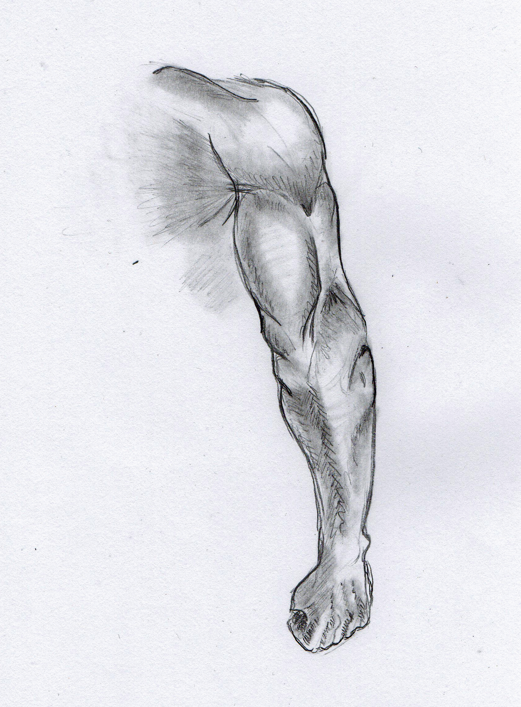 Arm Muscle Sketch at Explore collection of Arm
