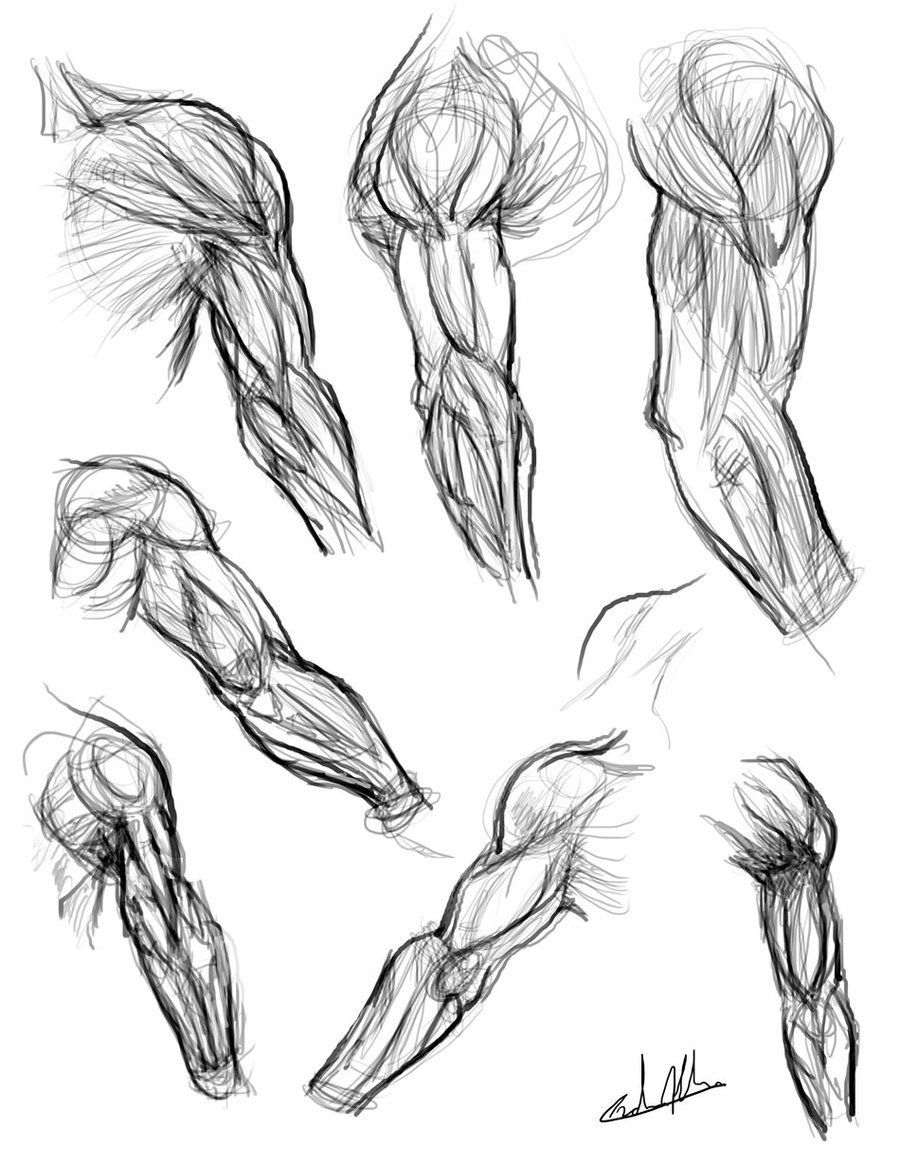 900x1164 Arm Muscles - Arm Muscle Sketch