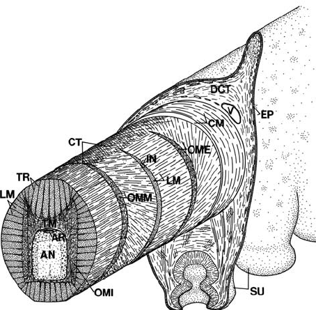 454x445 Diagram Of The Arm Of Octopus Showing Three Dimensional - Arm Muscle Sketch