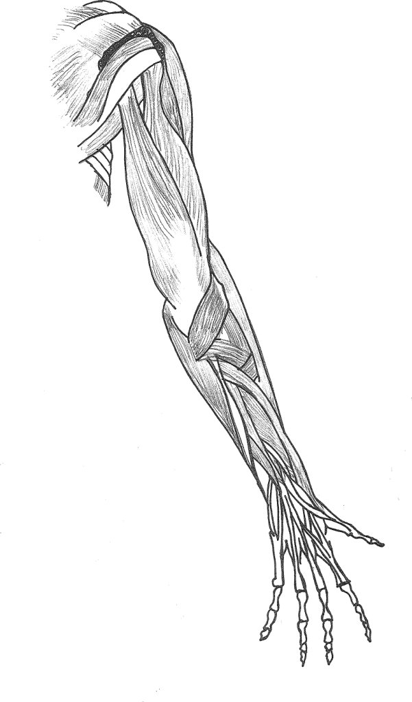 601x1024 Filesketch Muscle Arm.jpg - Arm Sketch