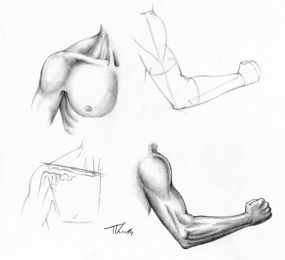 935x854 Study Sketch, Arm And Shoulder By Tkrabe - Arm Sketch
