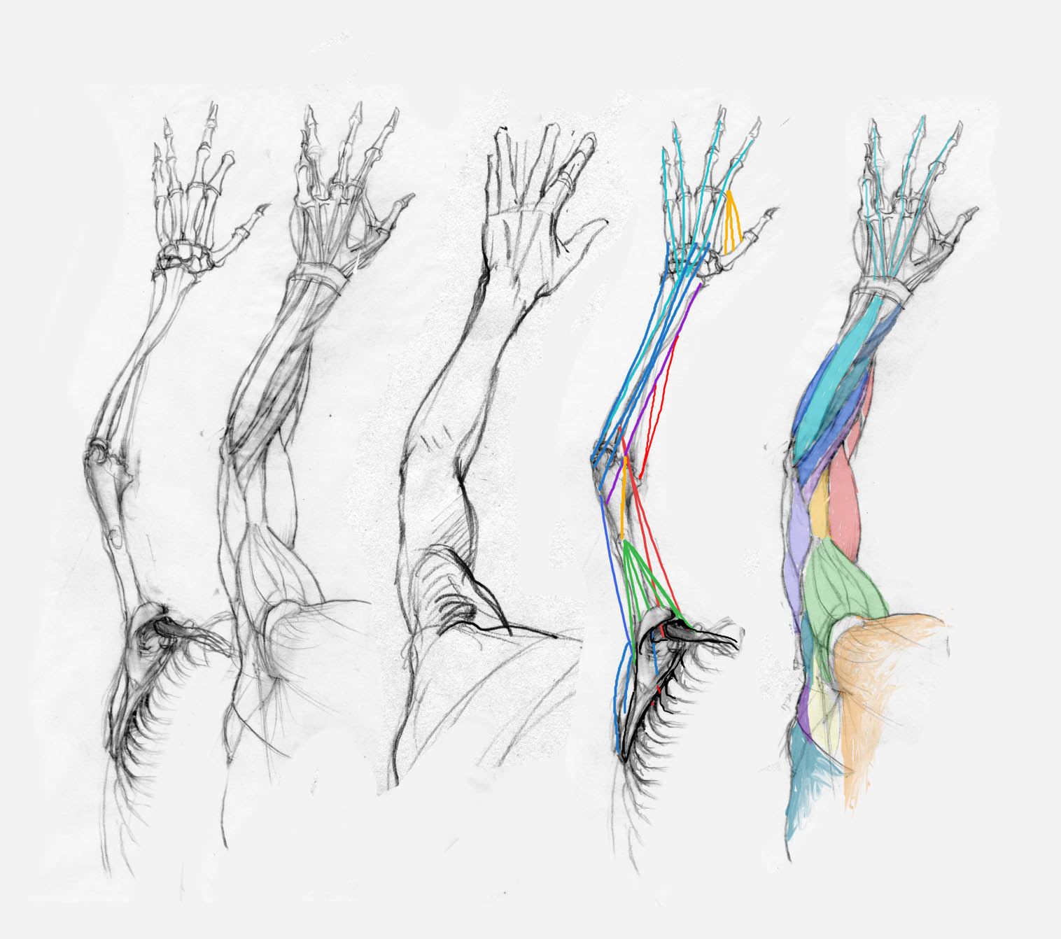 1516x1342 Man4art Arm Studies - Arm Sketch