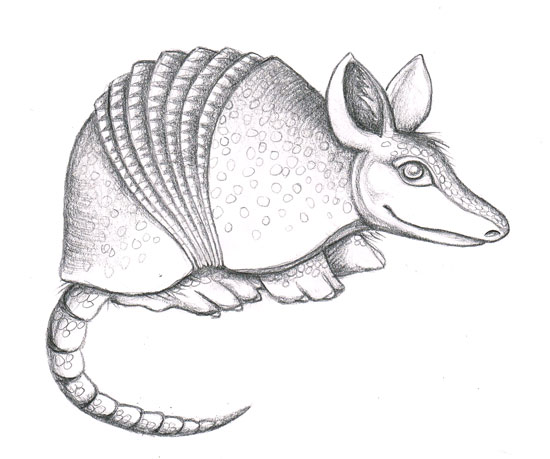 550x459 Armadillo Sketch - Armadillo Sketch